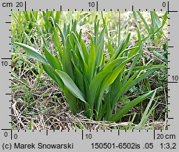 Colchicum autumnale (zimowit jesienny)