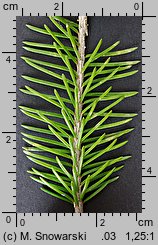 Picea wilsonii