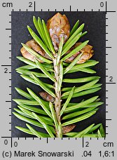 Picea wilsonii