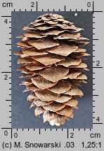 Picea wilsonii