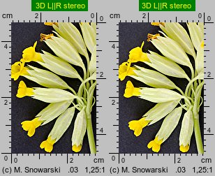 Primula veris (pierwiosnek lekarski)