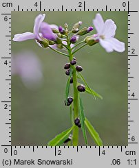 Dentaria bulbifera (żywiec cebulkowy)