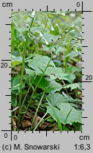 Petasites albus (lepiężnik biały)