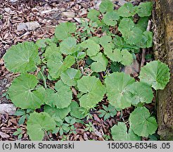 Petasites albus (lepiężnik biały)