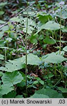 Petasites albus (lepiężnik biały)