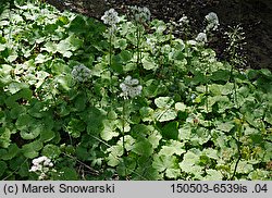 Petasites albus (lepiężnik biały)