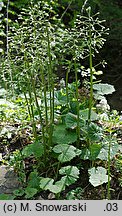 Petasites albus (lepiężnik biały)