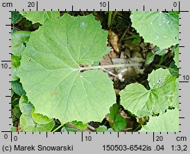 Petasites albus (lepiężnik biały)