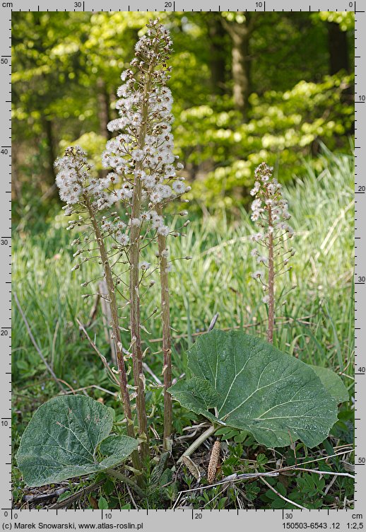 Petasites hybridus (lepiężnik różowy)