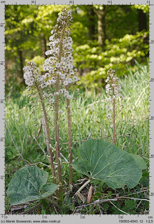 Petasites hybridus (lepiężnik różowy)