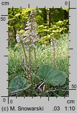 Petasites hybridus (lepiężnik różowy)