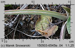 Petasites hybridus (lepiężnik różowy)