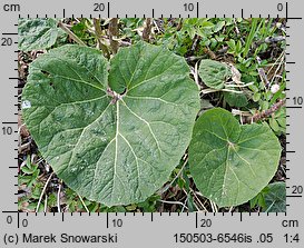 Petasites hybridus (lepiężnik różowy)