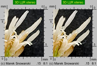 Petasites albus (lepiężnik biały)