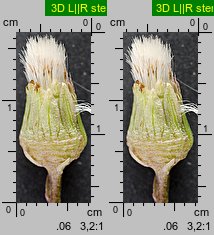 Petasites hybridus (lepiężnik różowy)