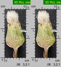 Petasites hybridus (lepiężnik różowy)