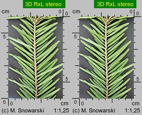 Abies alba (jodła pospolita)