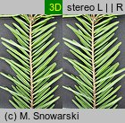 Abies alba (jodła pospolita)