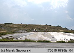 Plantago maritima (babka nadmorska)