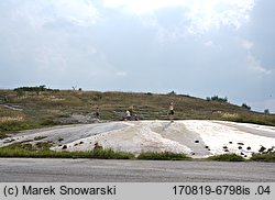 Plantago maritima (babka nadmorska)