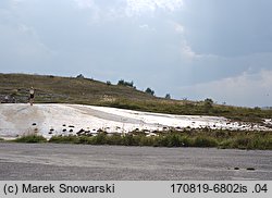 Plantago maritima (babka nadmorska)