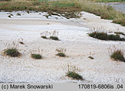 Plantago maritima (babka nadmorska)