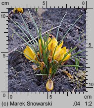 Crocus chrysanthus Advance