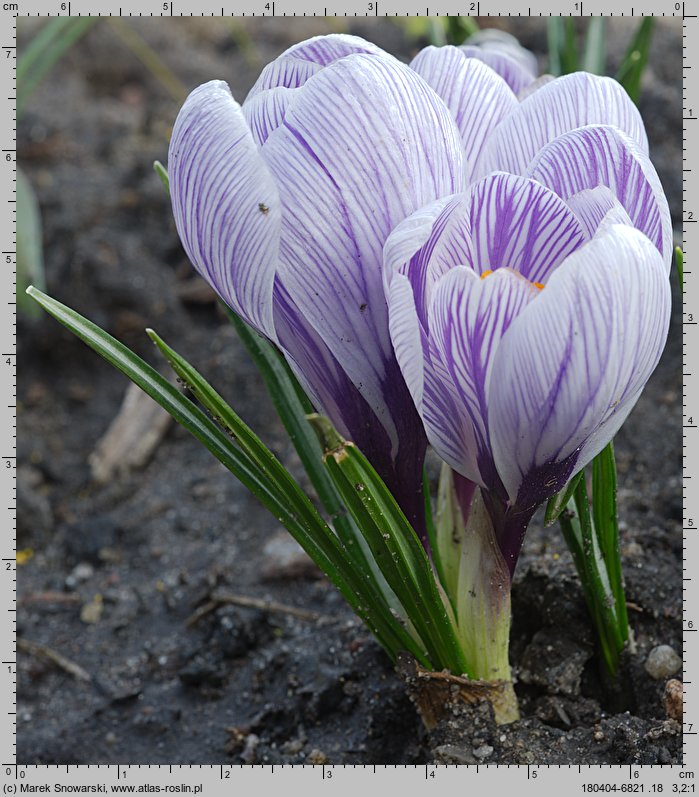 Crocus vernus Pickwick