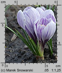 Crocus vernus Pickwick