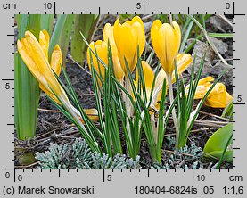 Crocus flavus (krokus żółty)