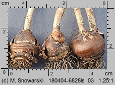 Crocus chrysanthus Advance