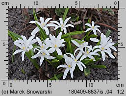 Chionodoxa luciliae (śnieżnik lśniący)