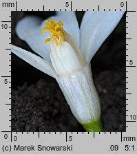 Chionodoxa luciliae (śnieżnik lśniący)