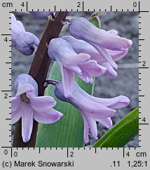 Hyacinthus orientalis (hiacynt wschodni)