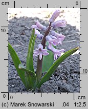 Hyacinthus orientalis (hiacynt wschodni)