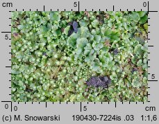 Marchantia polymorpha ssp. ruderalis (porostnica wielokształtna)