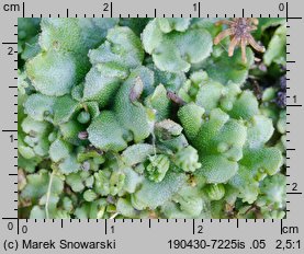 Marchantia polymorpha ssp. ruderalis (porostnica wielokształtna)