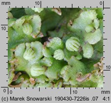 Marchantia polymorpha ssp. ruderalis (porostnica wielokształtna)