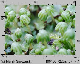 Marchantia polymorpha ssp. ruderalis (porostnica wielokształtna)