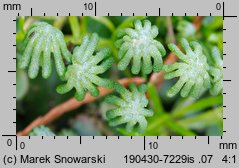 Marchantia polymorpha ssp. ruderalis (porostnica wielokształtna)