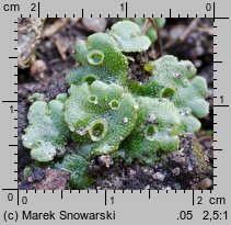 Marchantia polymorpha ssp. ruderalis (porostnica wielokształtna)