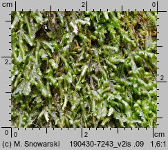 Homalia trichomanoides (gładysz paprociowaty)