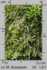 Rosulabryum laevifilum (rozetnik rozmnóżkowy)