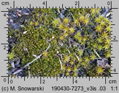 Syntrichia ruralis (pędzliczek wiejski)