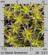 Syntrichia ruralis (pędzliczek wiejski)