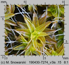 Syntrichia ruralis (pędzliczek wiejski)