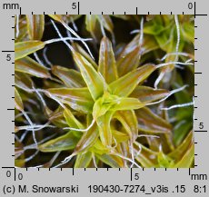 Syntrichia ruralis (pędzliczek wiejski)