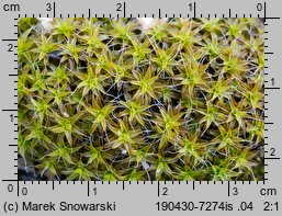 Syntrichia ruralis (pędzliczek wiejski)