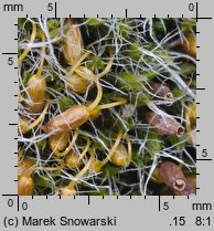 Dryptodon pulvinatus (strzechwowiec poduszkowy)