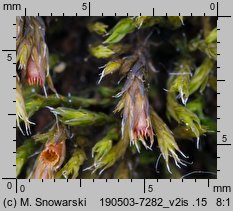 Schistidium apocarpum (rozłupek nierodzajny)